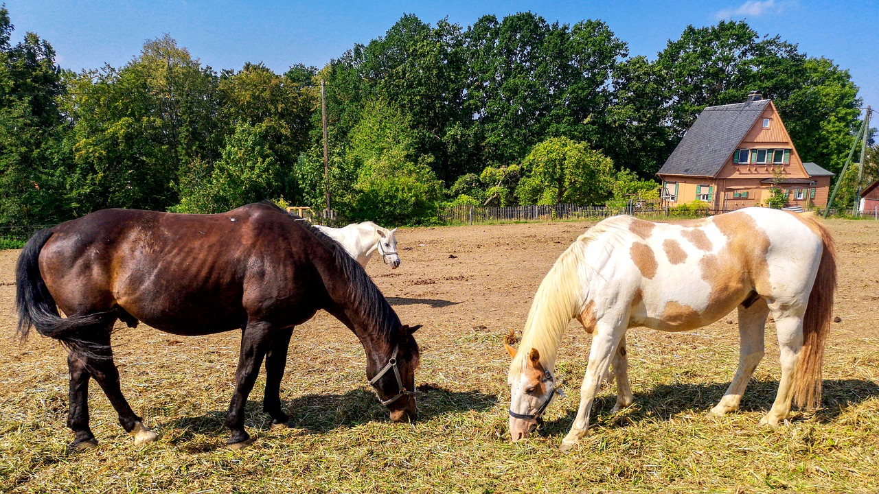 horses  pasture  horse free photo