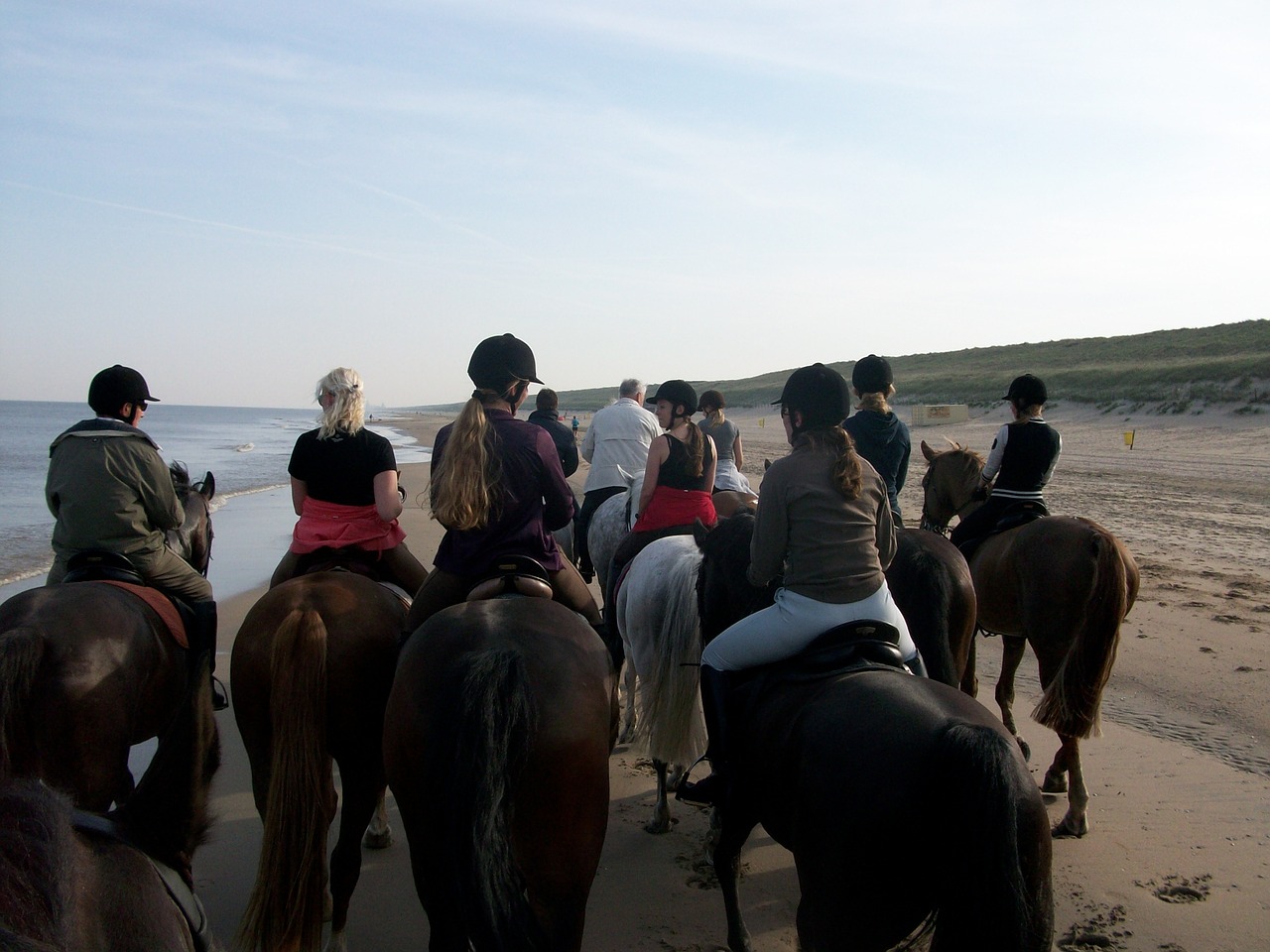 horses beach beach ride free photo