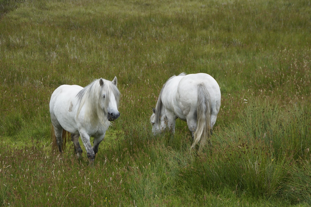 horses  scotland  landscape free photo