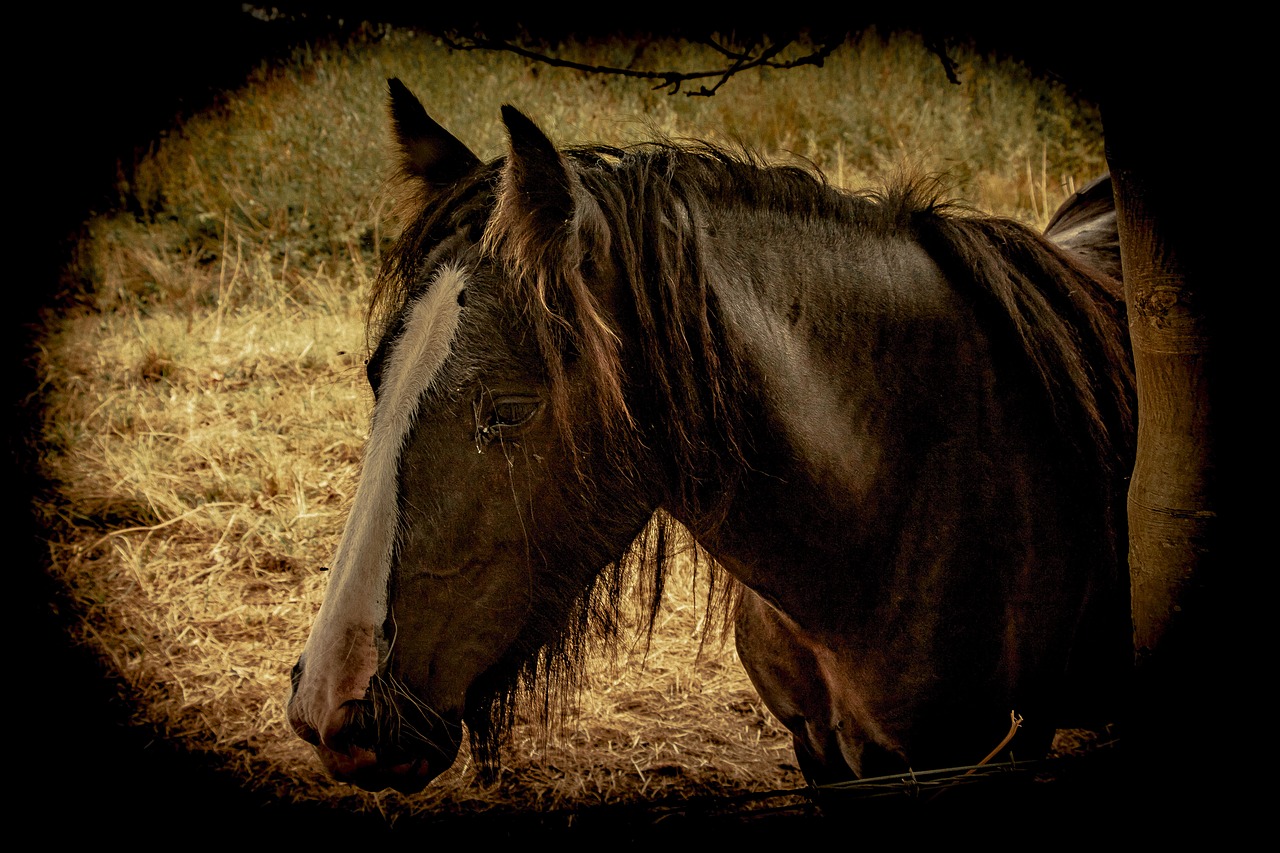 horses  animals  stables free photo