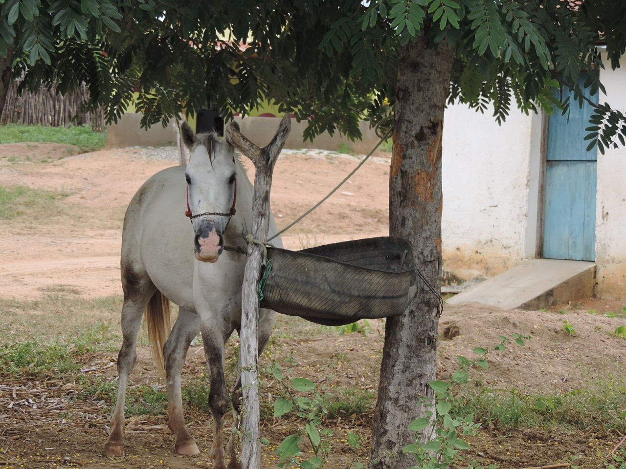 horses animal haras free photo