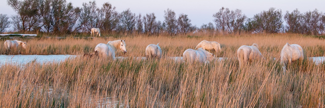 horses  camargue  nature free photo