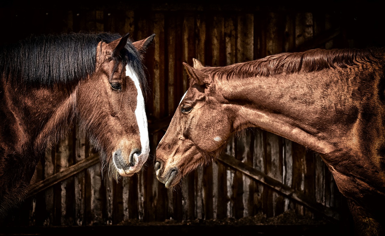 horses  friendship  horse stable free photo