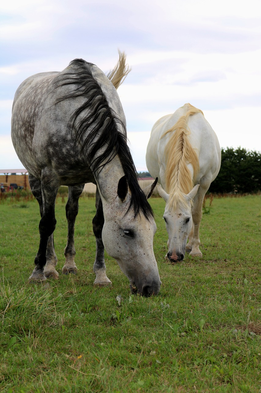 horses  animals  mammals free photo