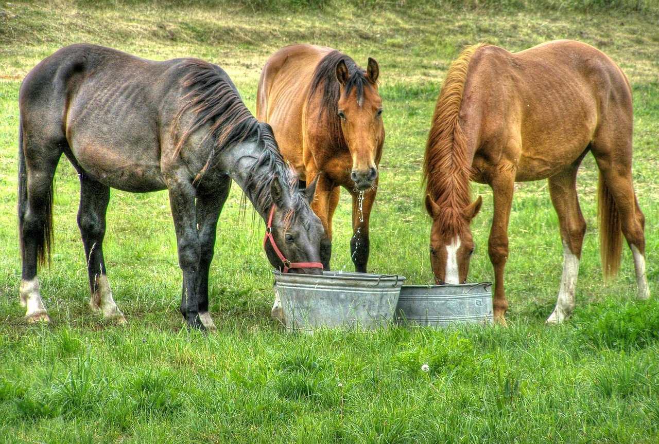 horses  meadow  potions free photo
