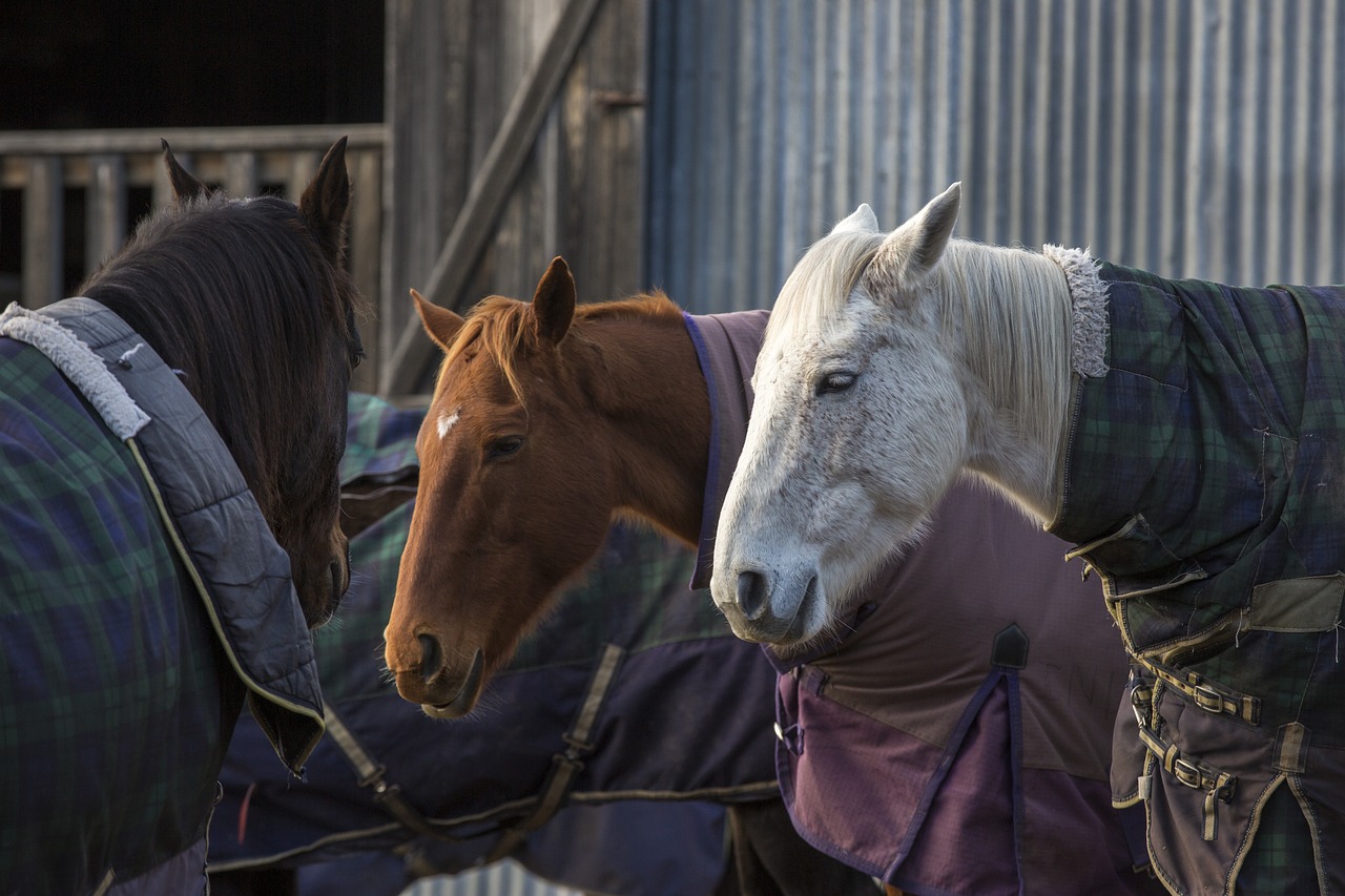 horses  winter  white horse free photo