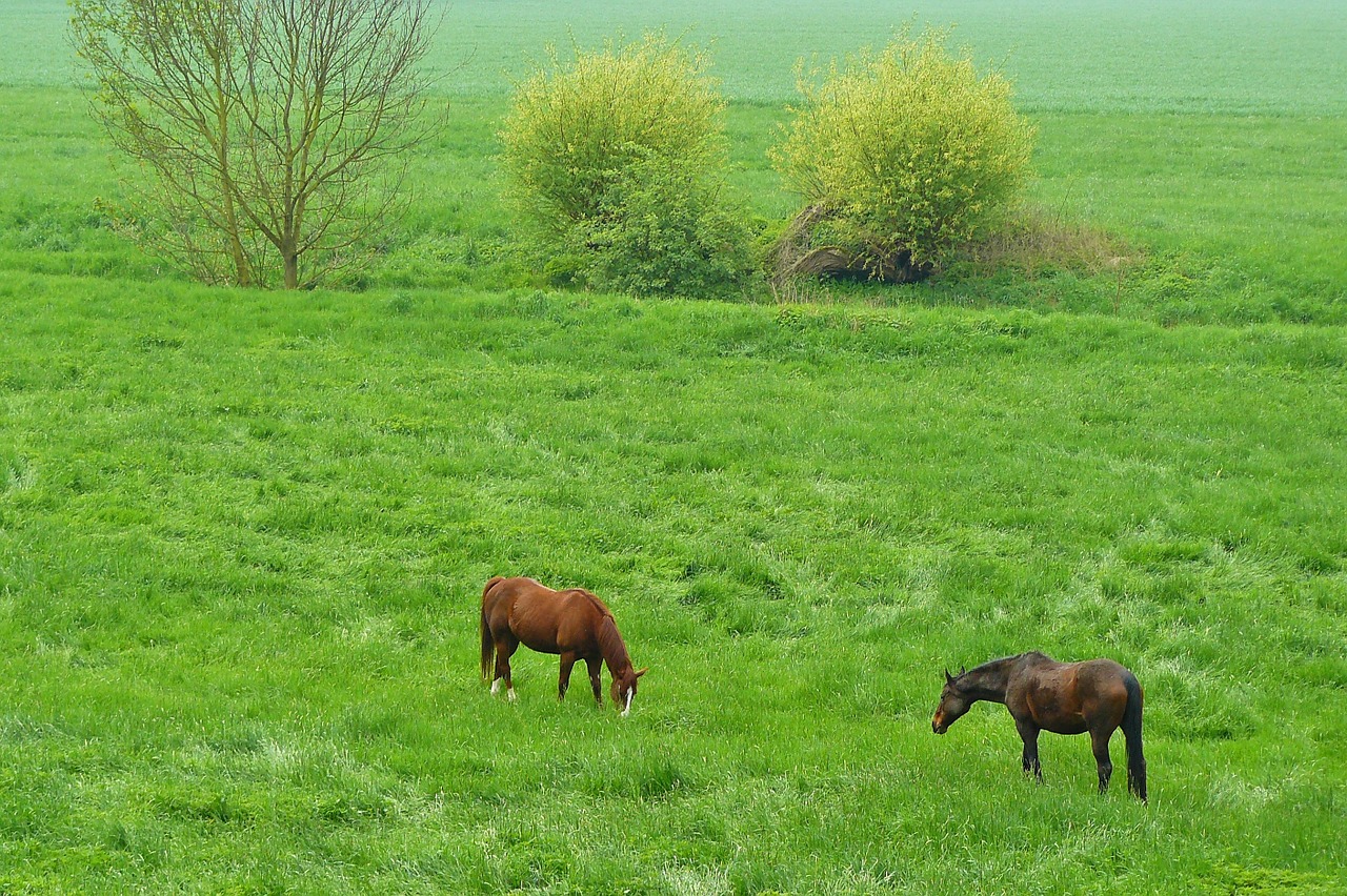 horses horse animals free photo