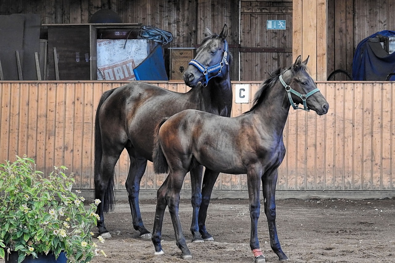 horses  mare  foal free photo