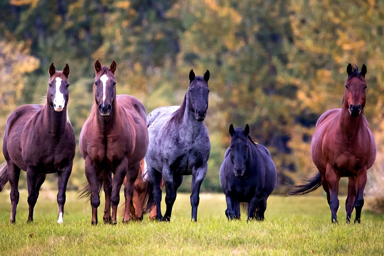 horses  trees  grass free photo