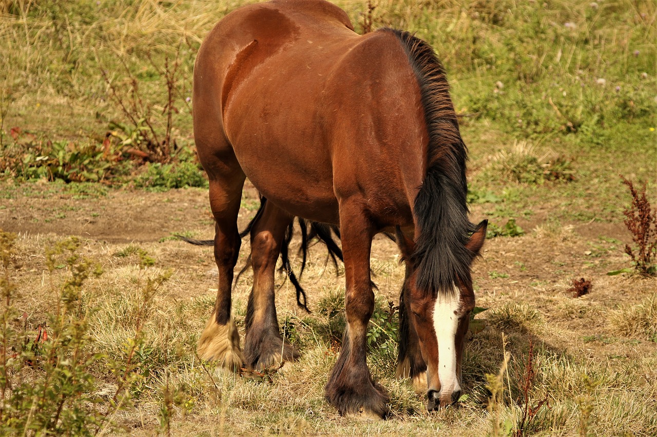 horses  animals  mane free photo