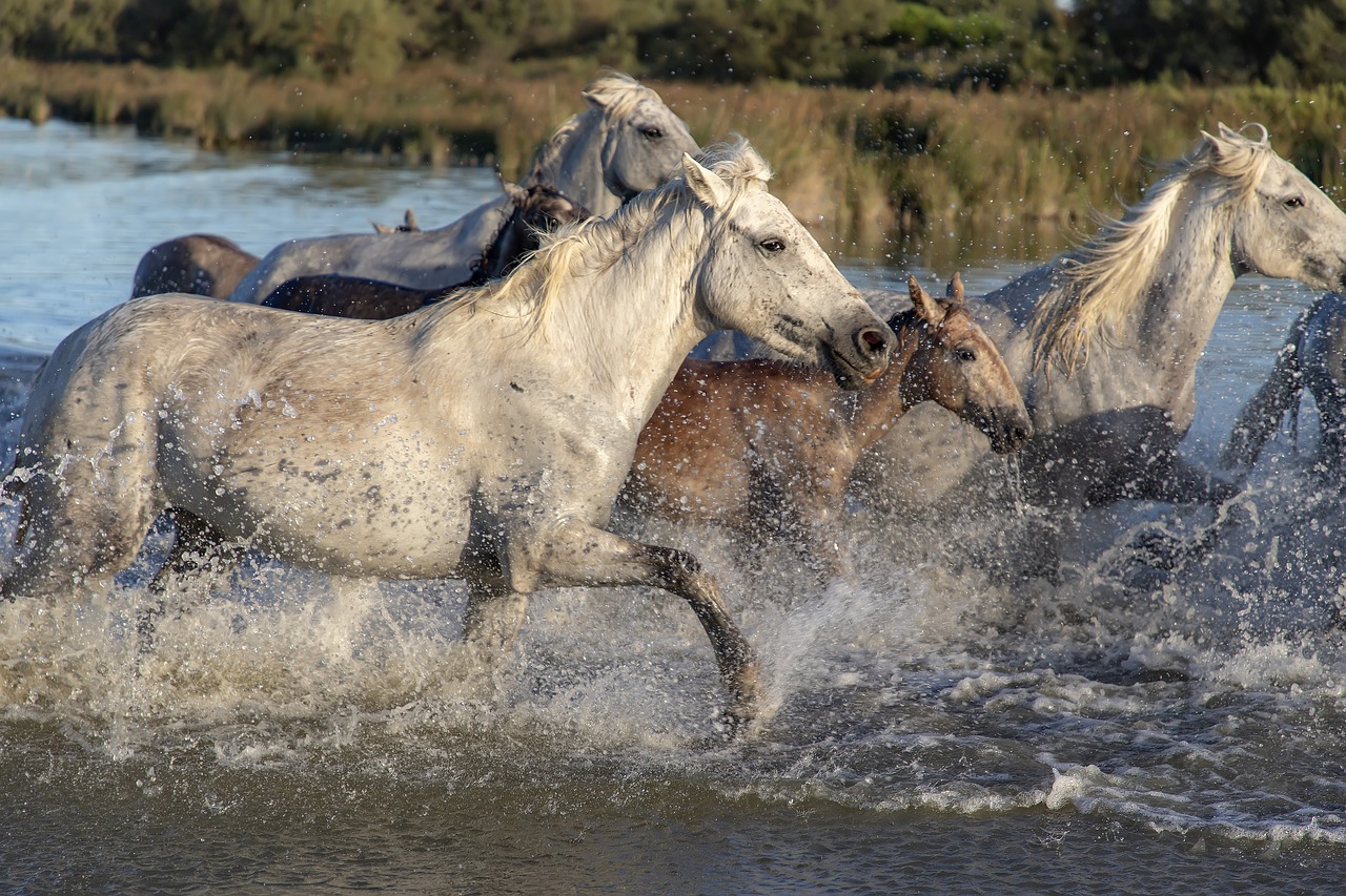 horses  herd  animals free photo