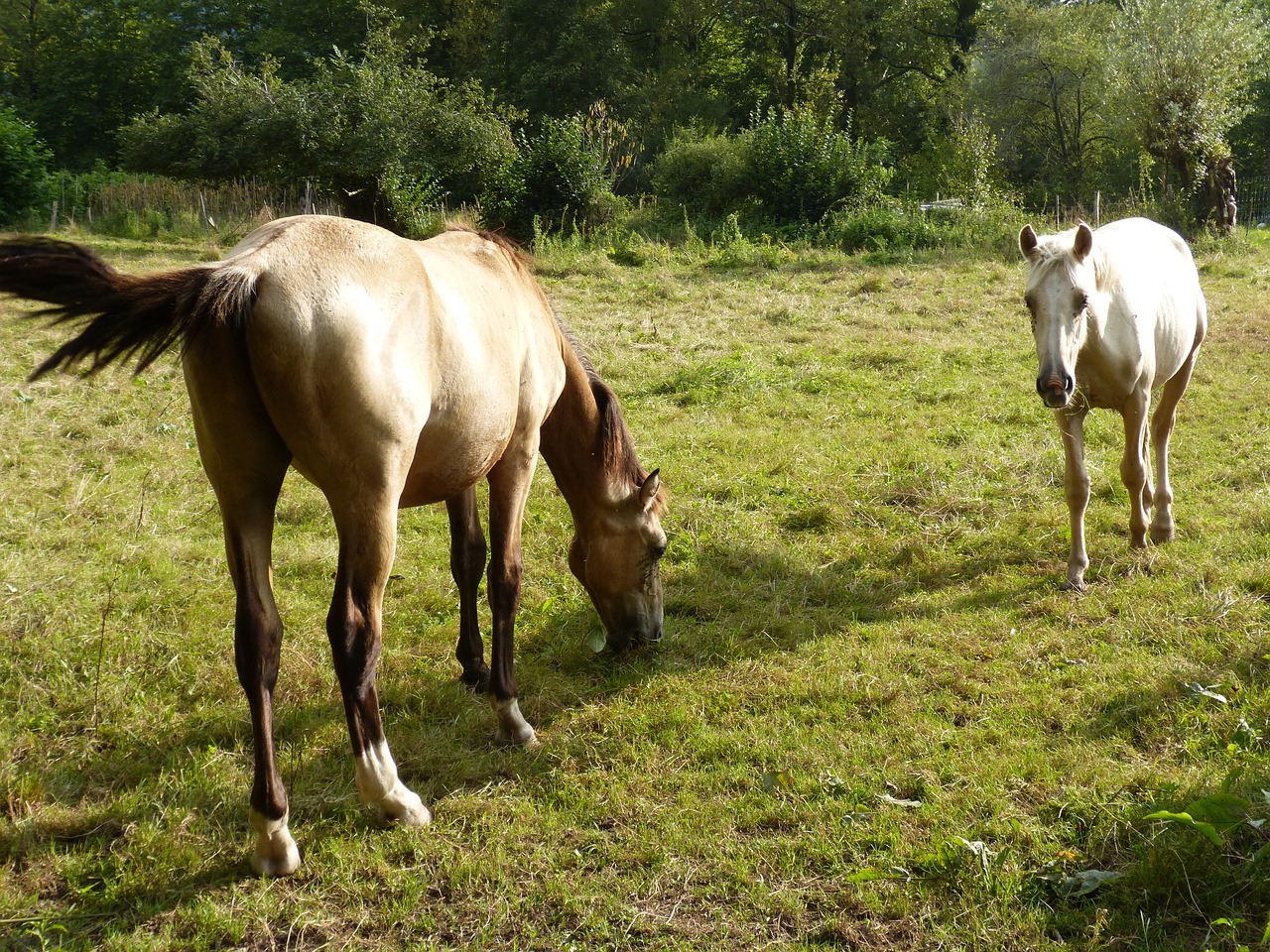 horses  grass  greenery free photo