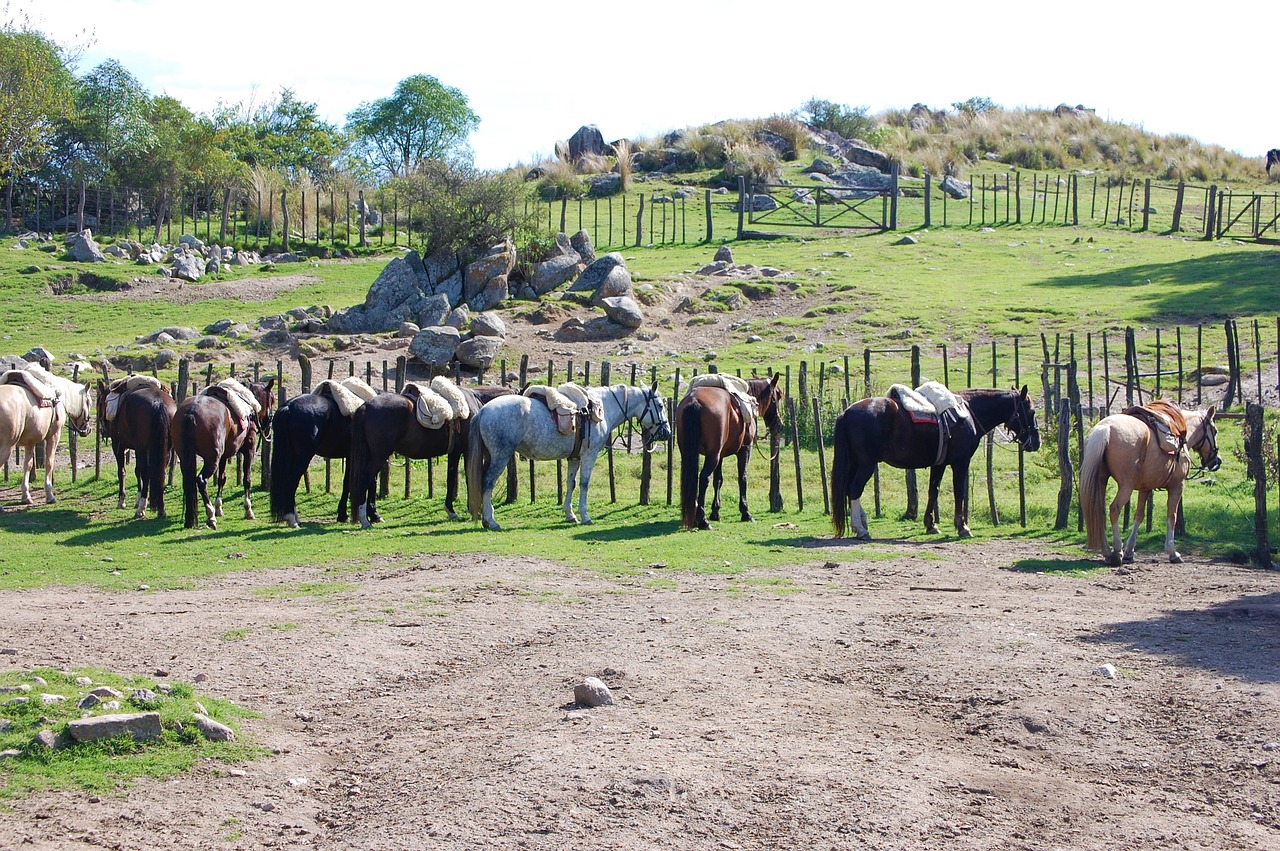 horses  cordoba  argentina free photo