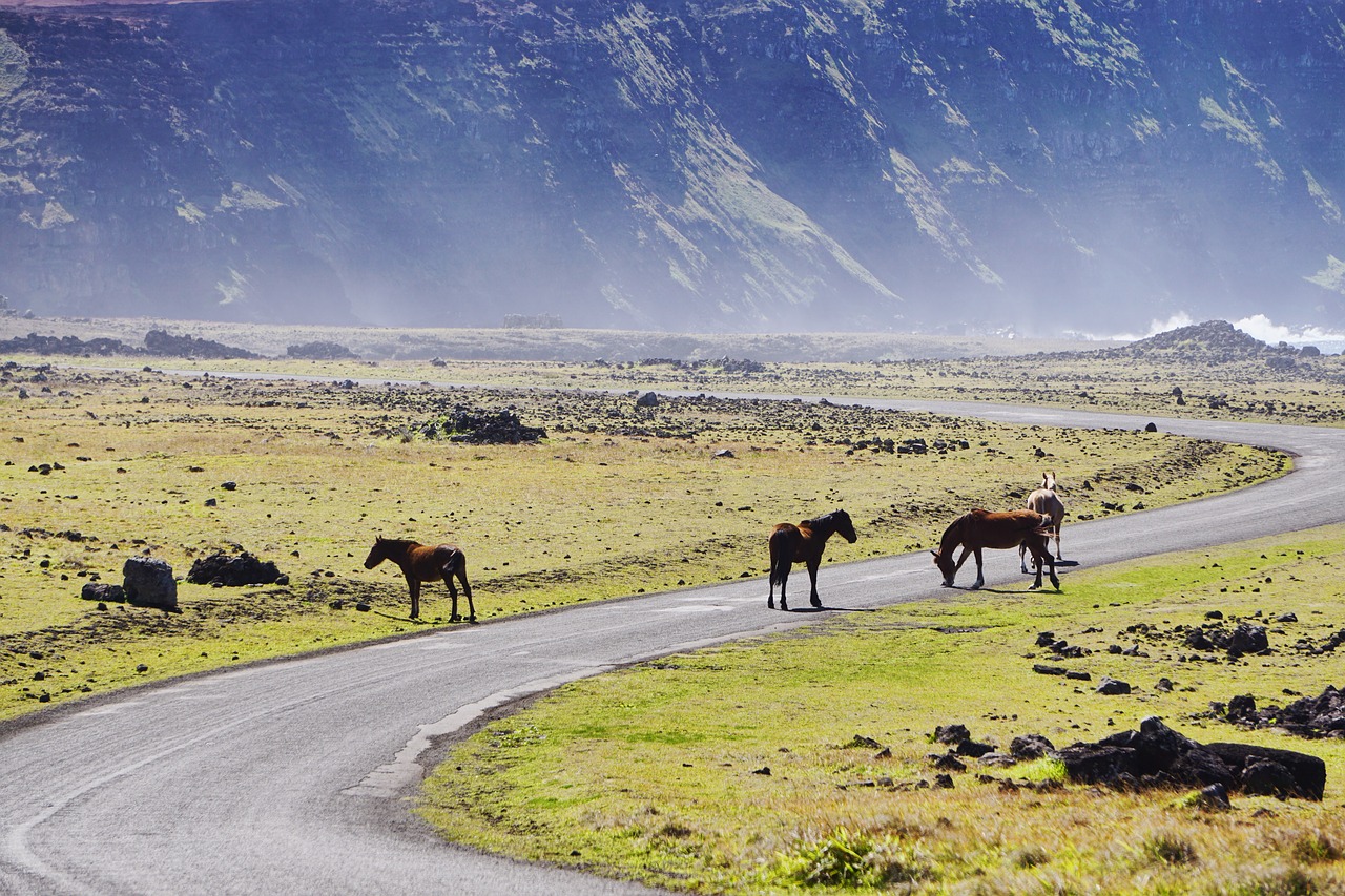 horses  flock  horse free photo