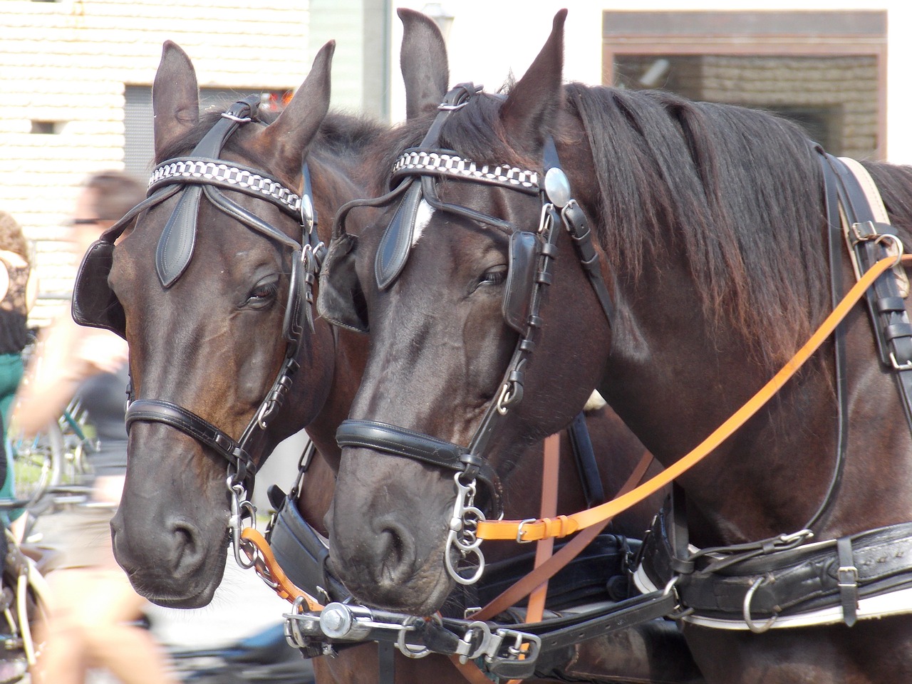 horses  animals  berlin free photo