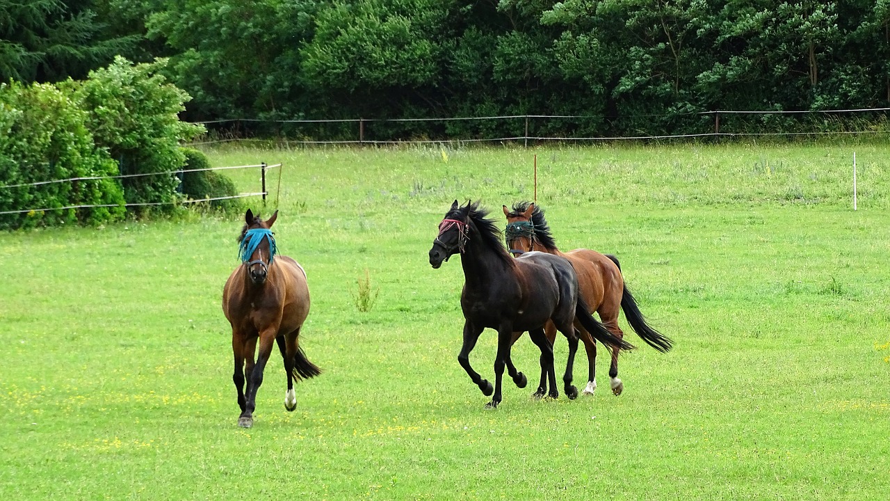 horses  meadow  coupling free photo