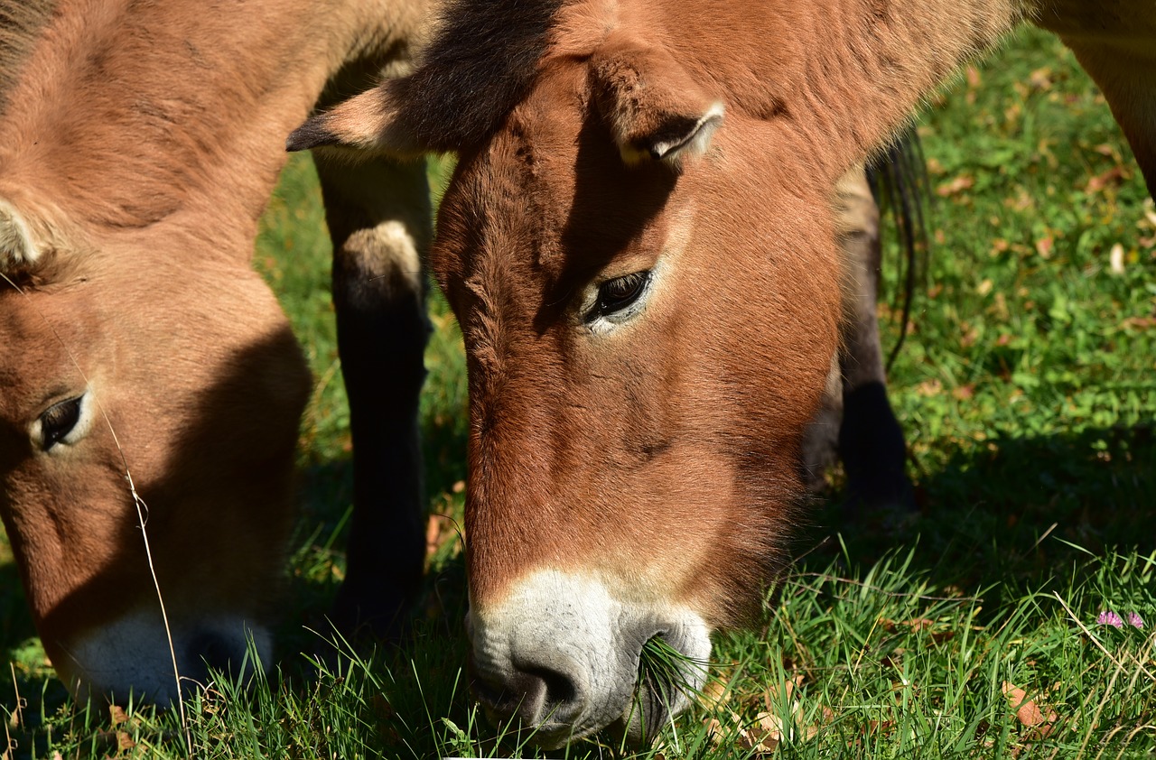 horses  eat  graze free photo