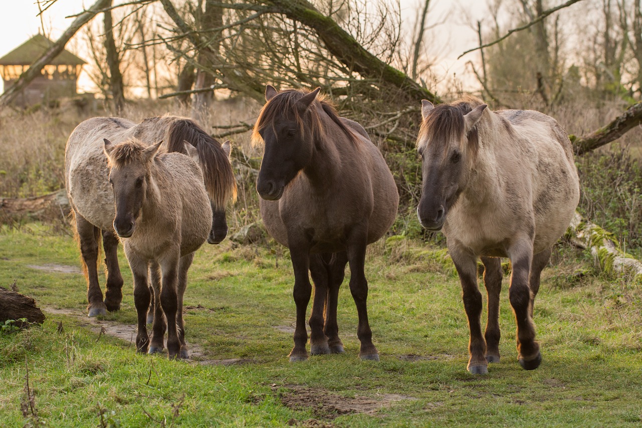 horses  foal  horse free photo