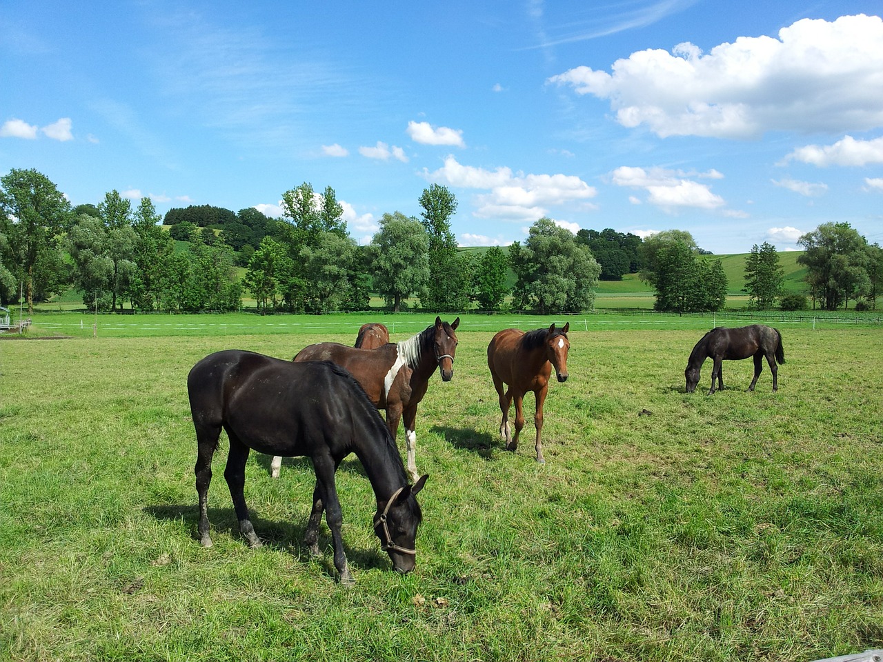 horses paddock landscape free photo