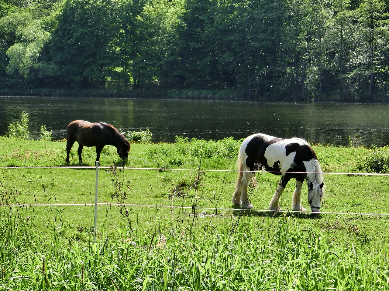 horses paddock coupling free photo