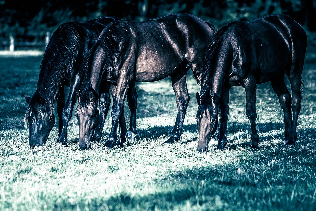 horses  yearling  pasture free photo
