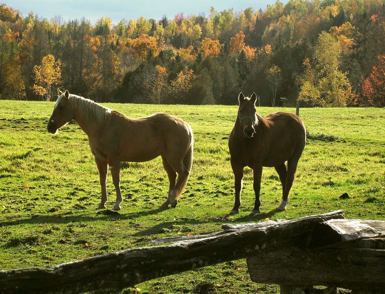 horses ranch rural free photo