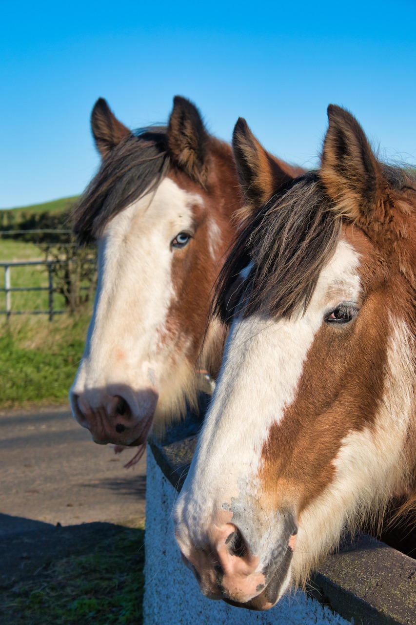 horses  horse heads  sky free photo