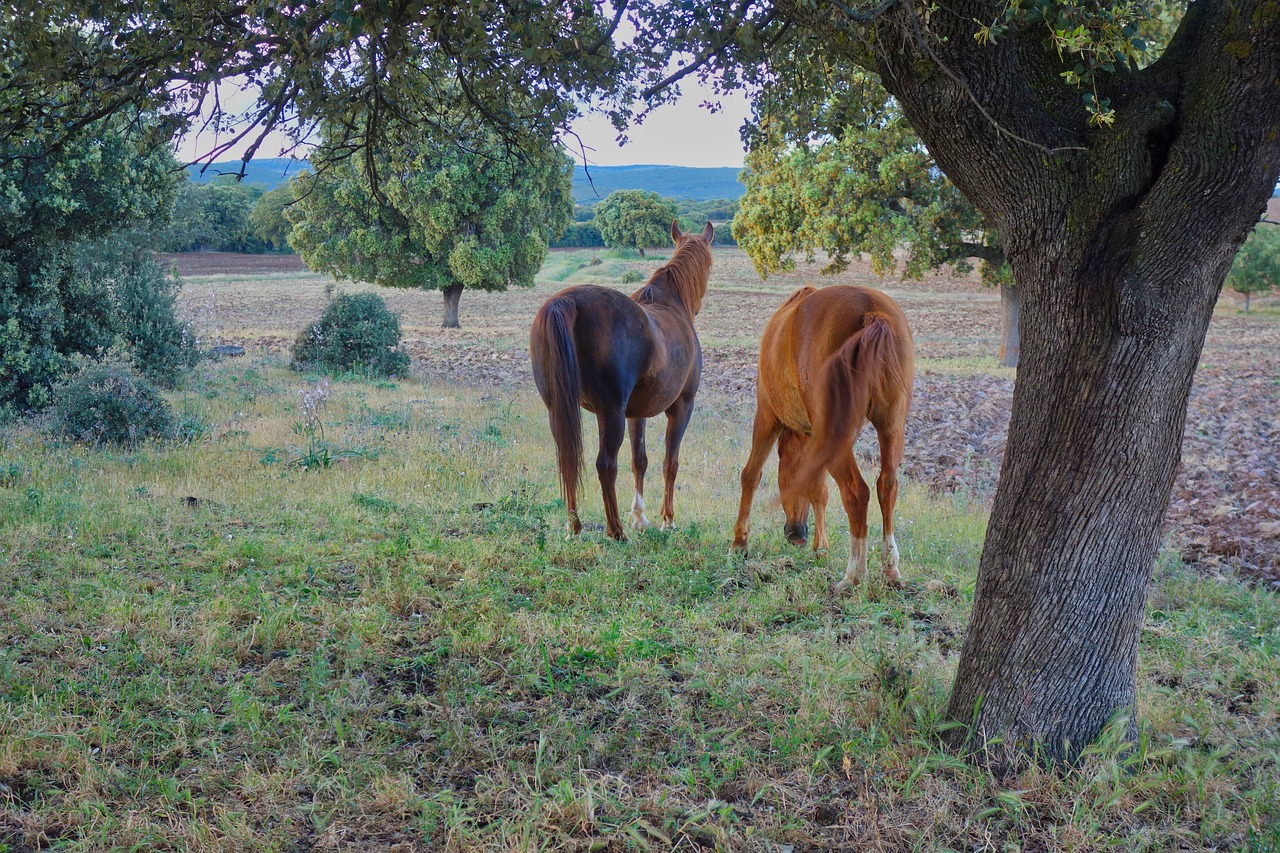 horses  field  oaks free photo