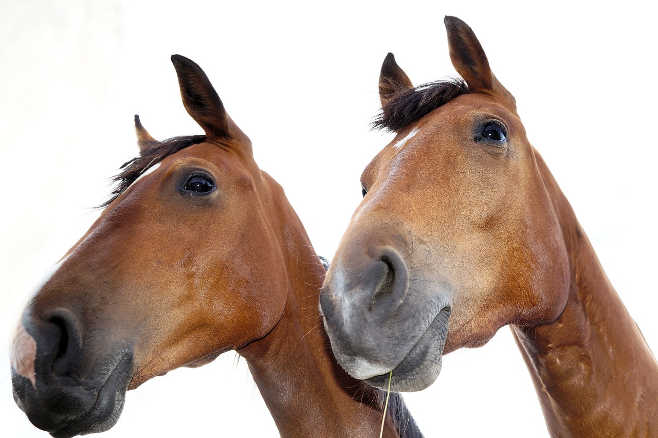 horses portraits heads free photo