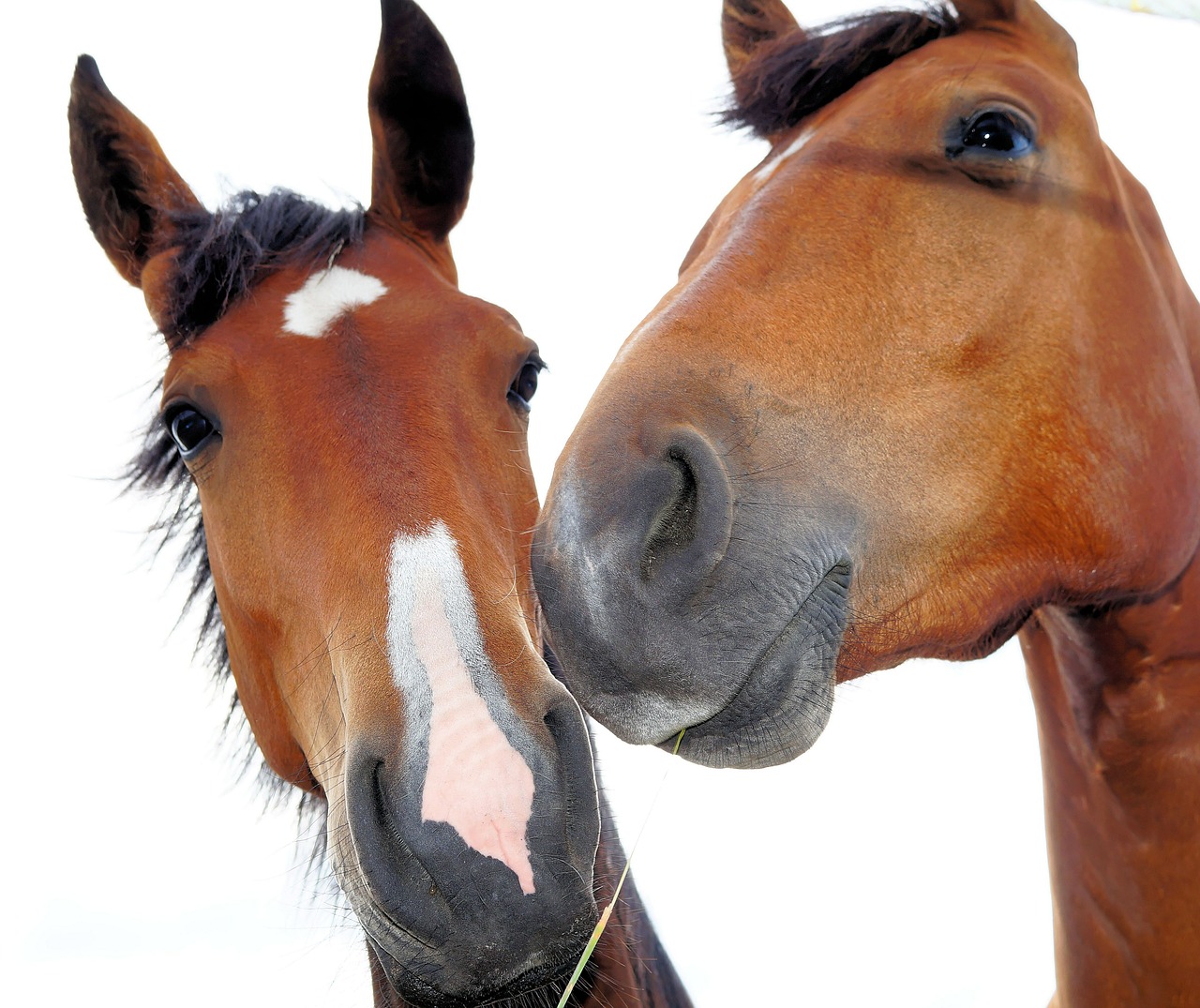 horses horse heads expressive free photo