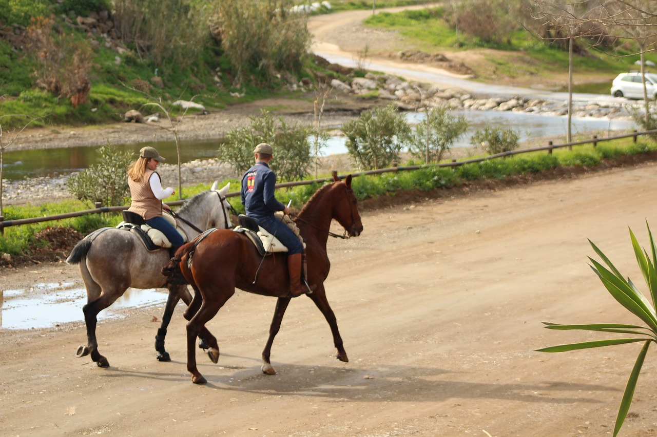 horses  autumn  nature free photo