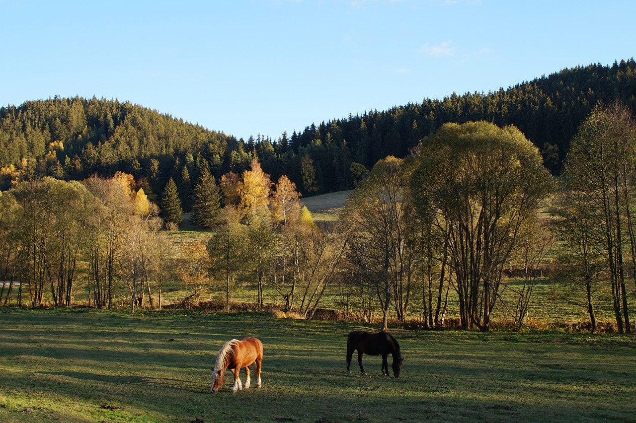 horses  coupling  meadow free photo