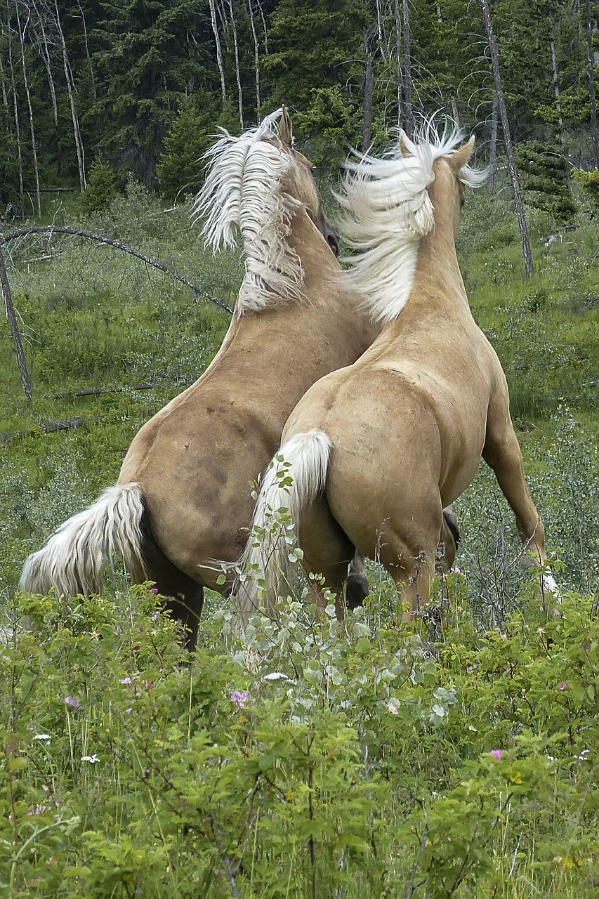 horses mammal fighting free photo