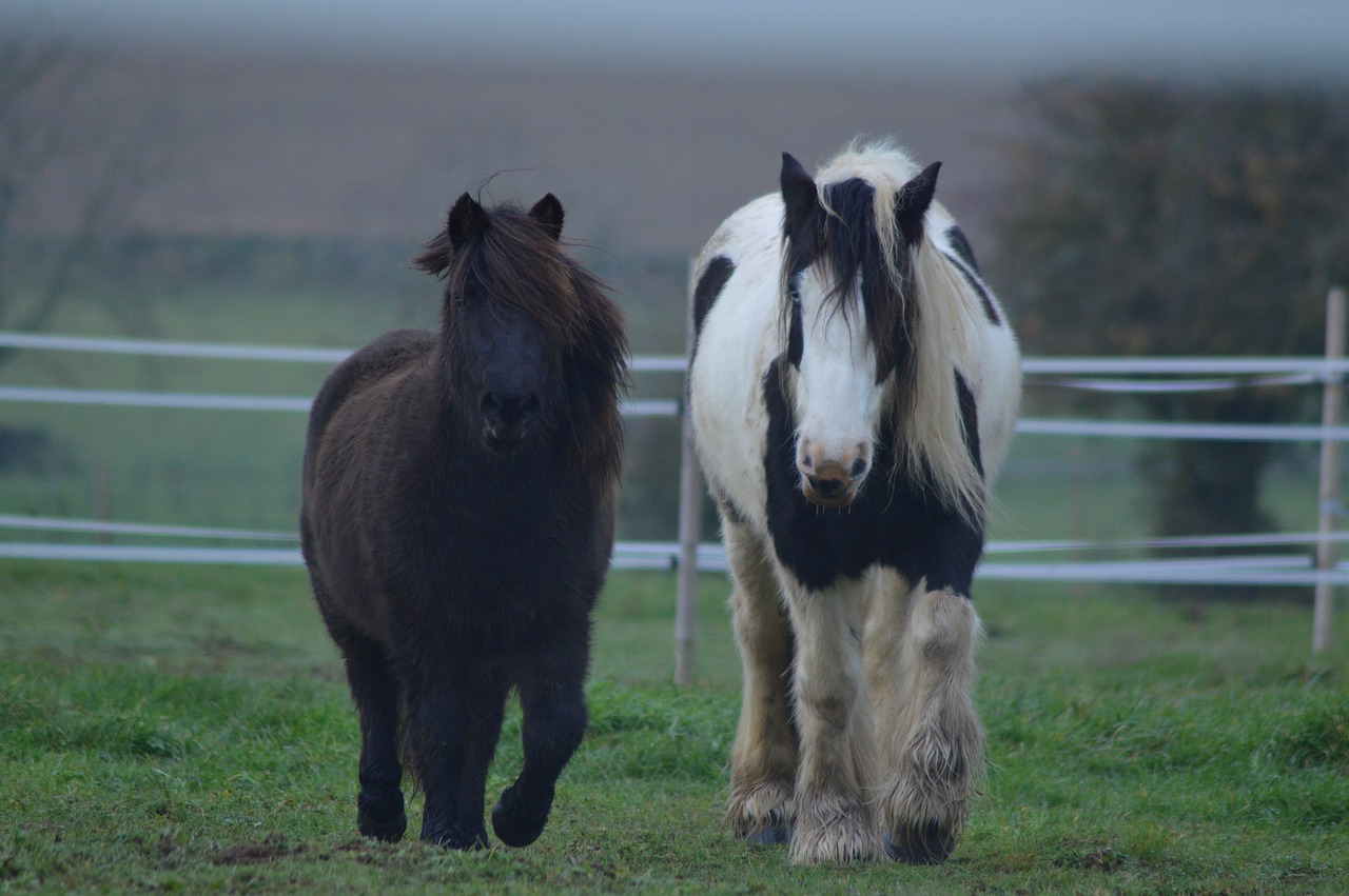 horses  prairie  field free photo