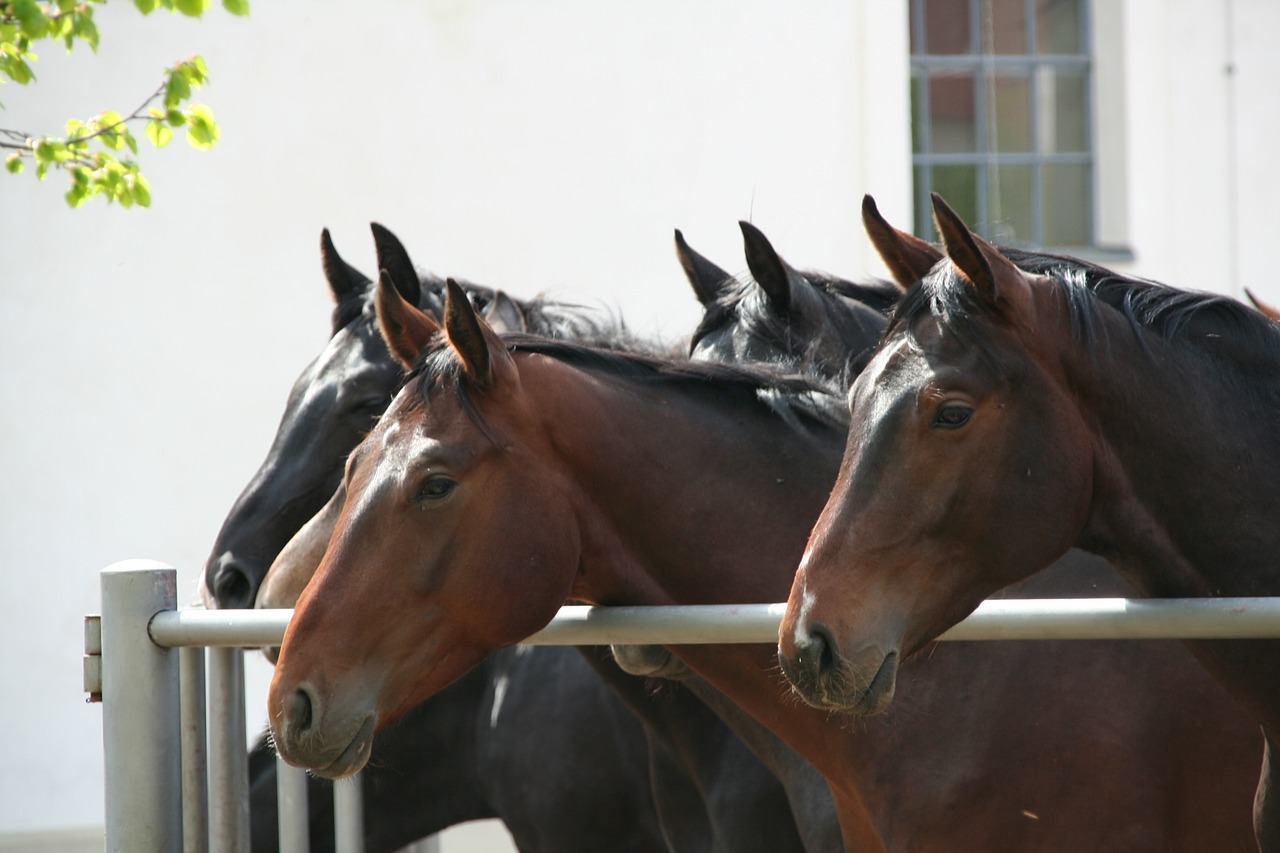 horses stud breeding free photo