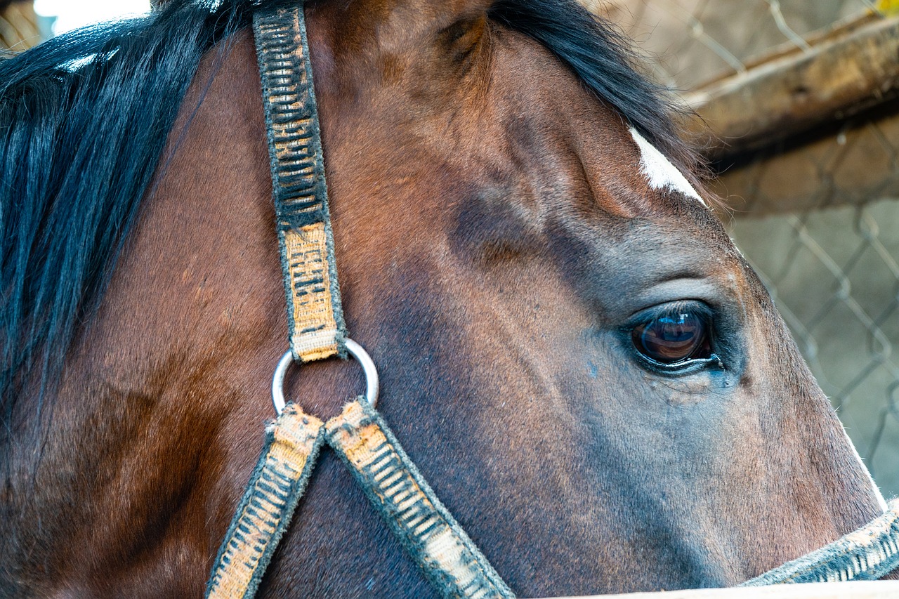 horses  horse  farm free photo