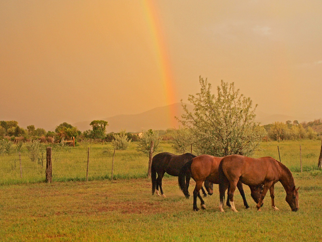 horses equine rainbow free photo