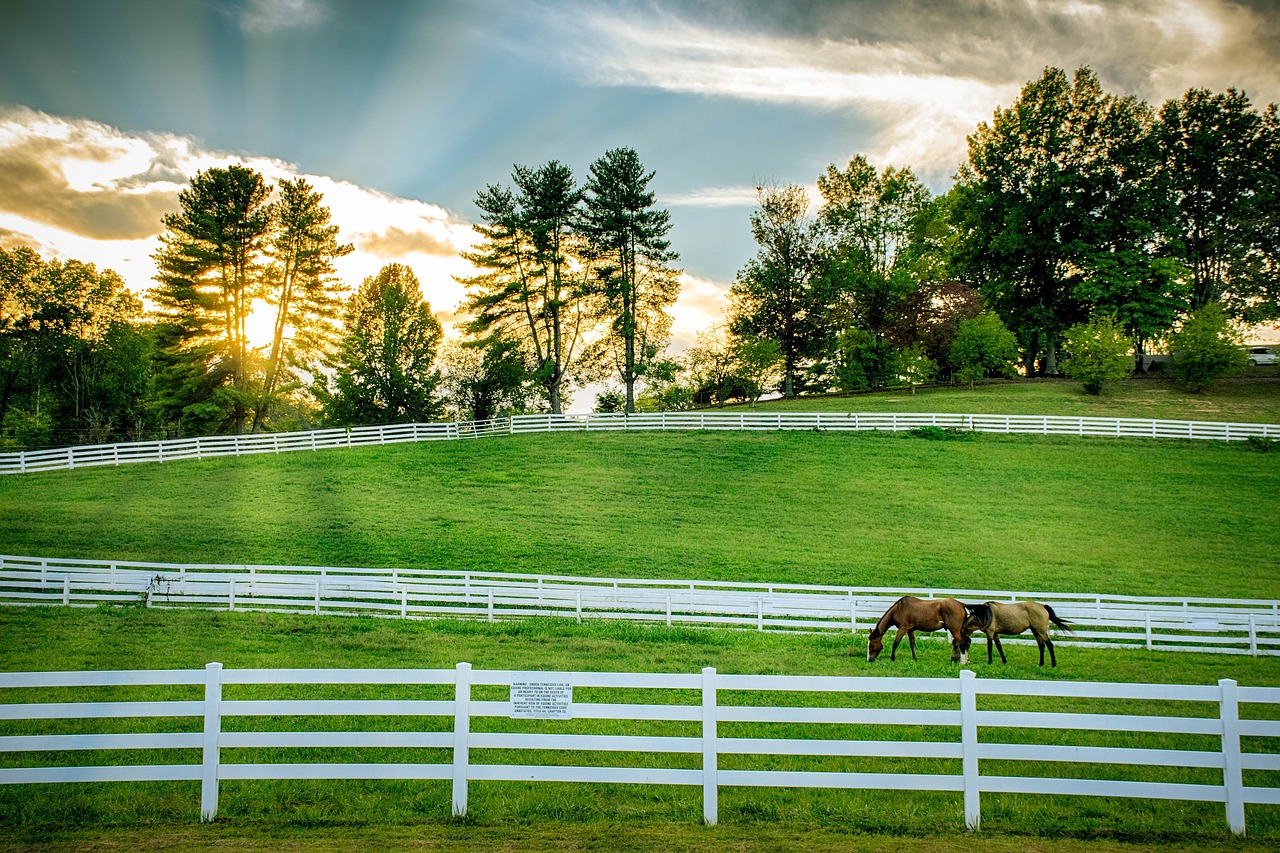 horses  grazing  pasture free photo