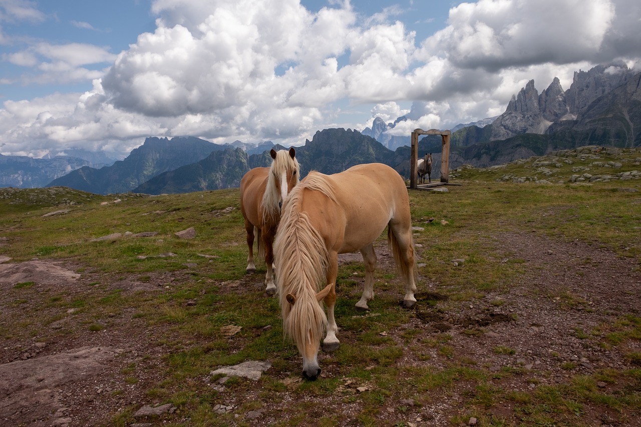 horses  mountain  sky free photo