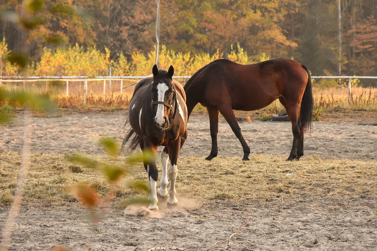 horses  summer  animals free photo