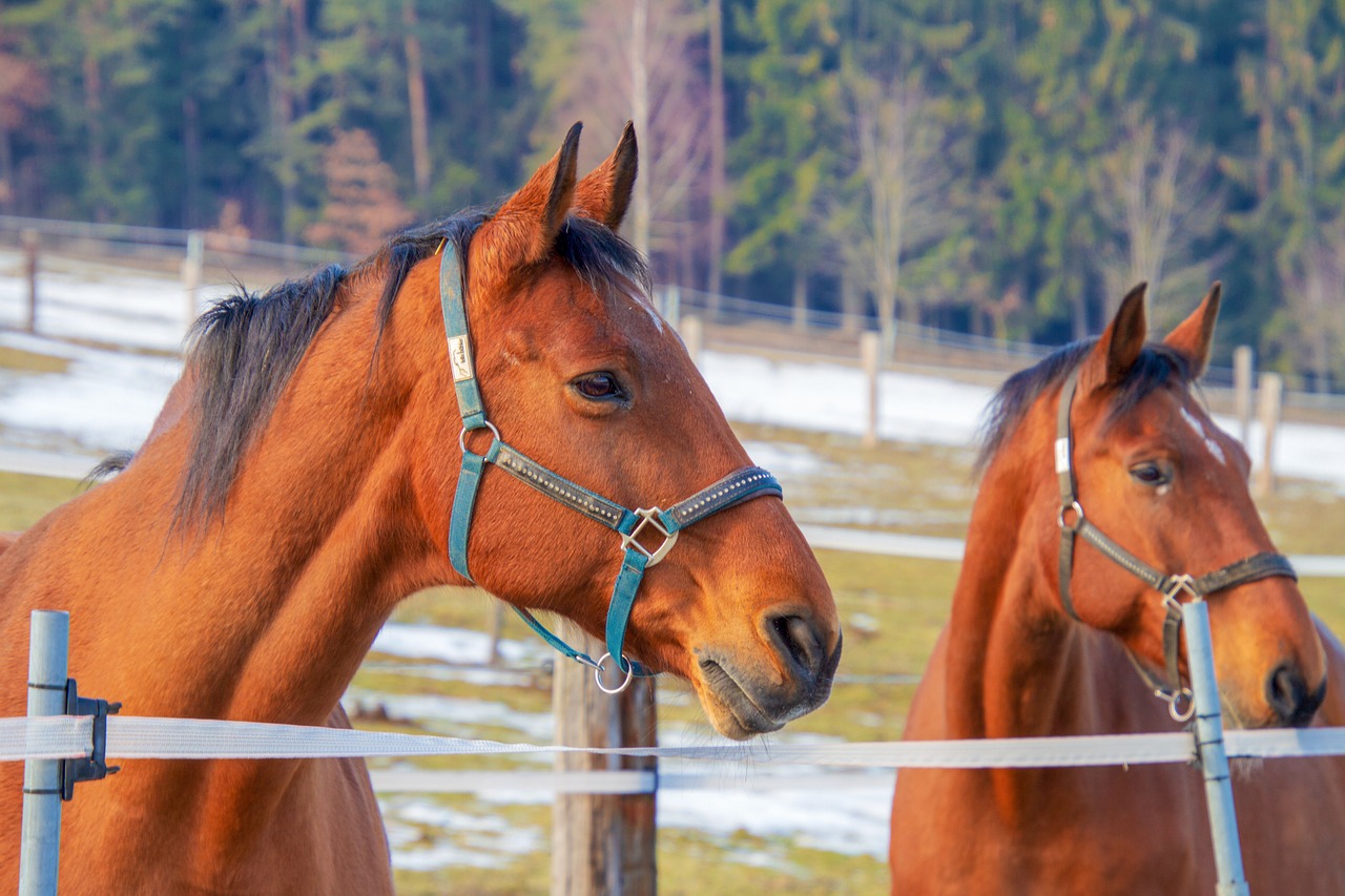 horses  brown  animal free photo