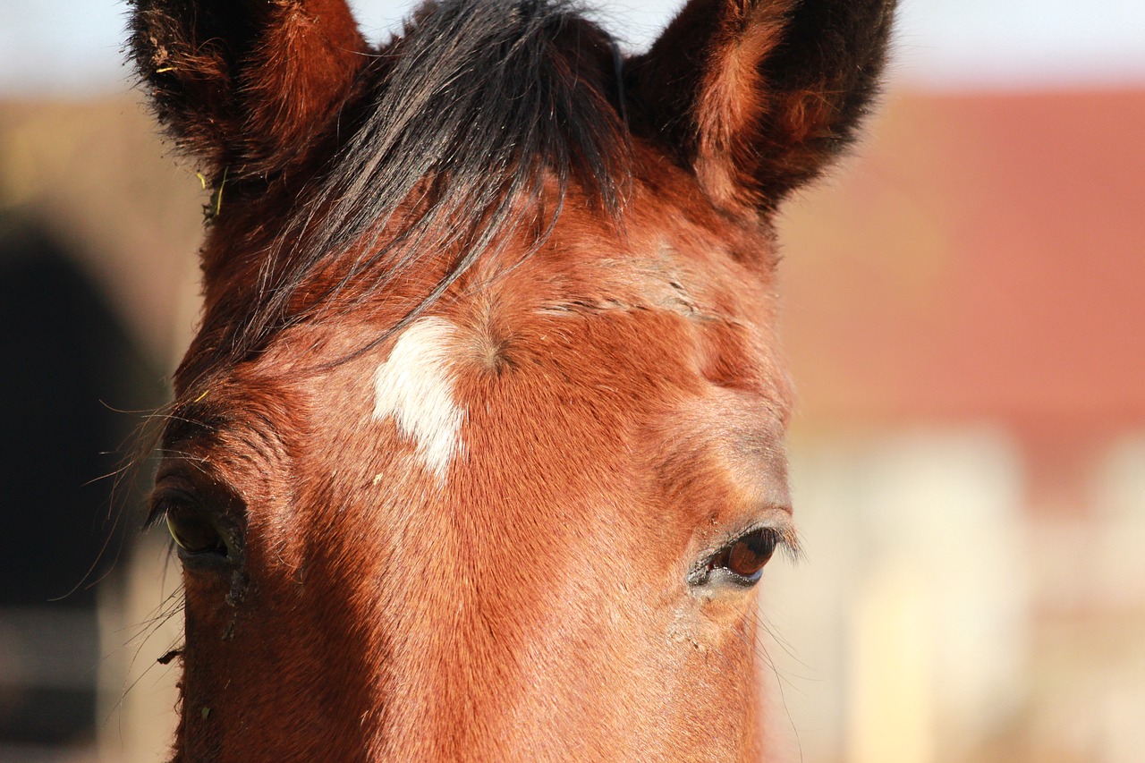 horses  horse  horse walker free photo