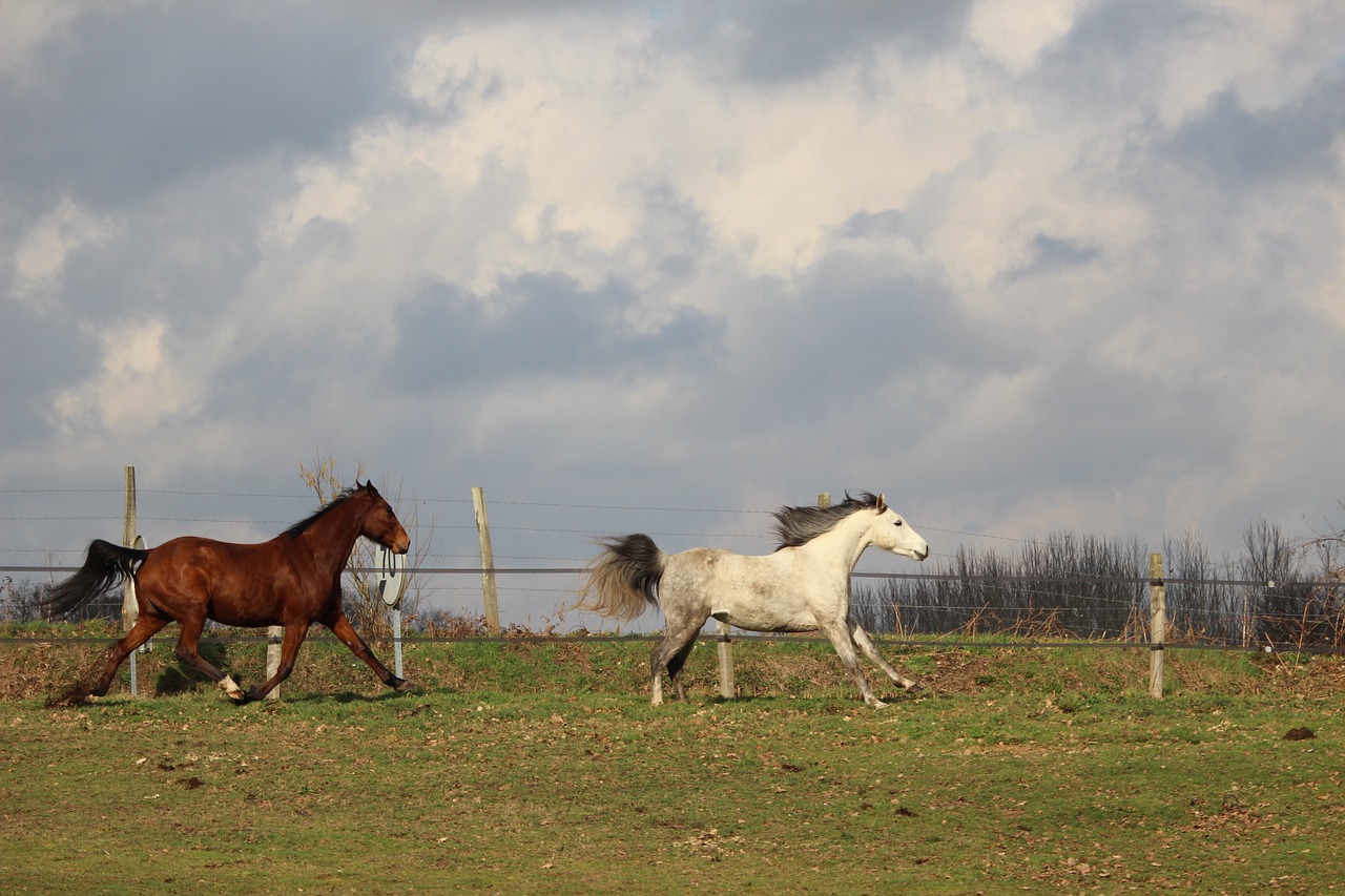 horses  horse  animals free photo