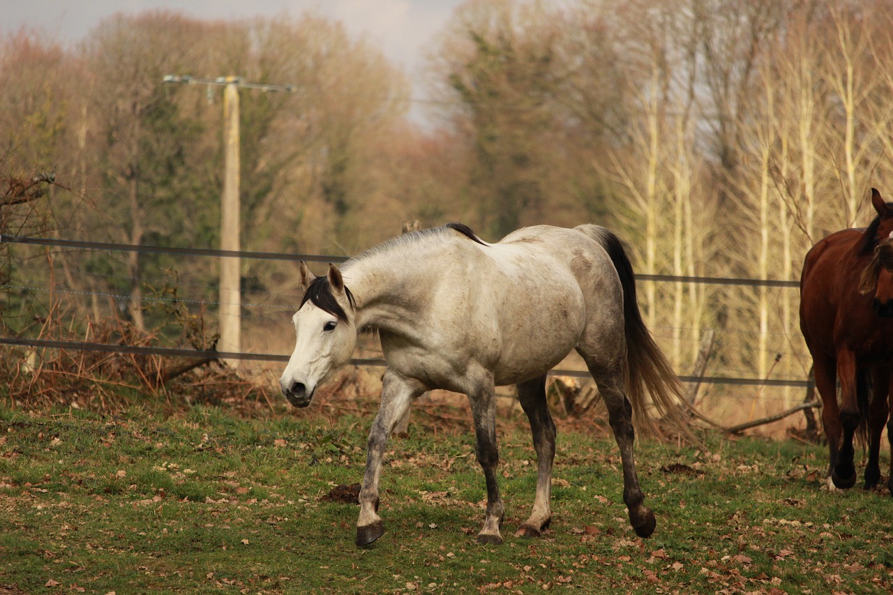 horses  horse  animals free photo