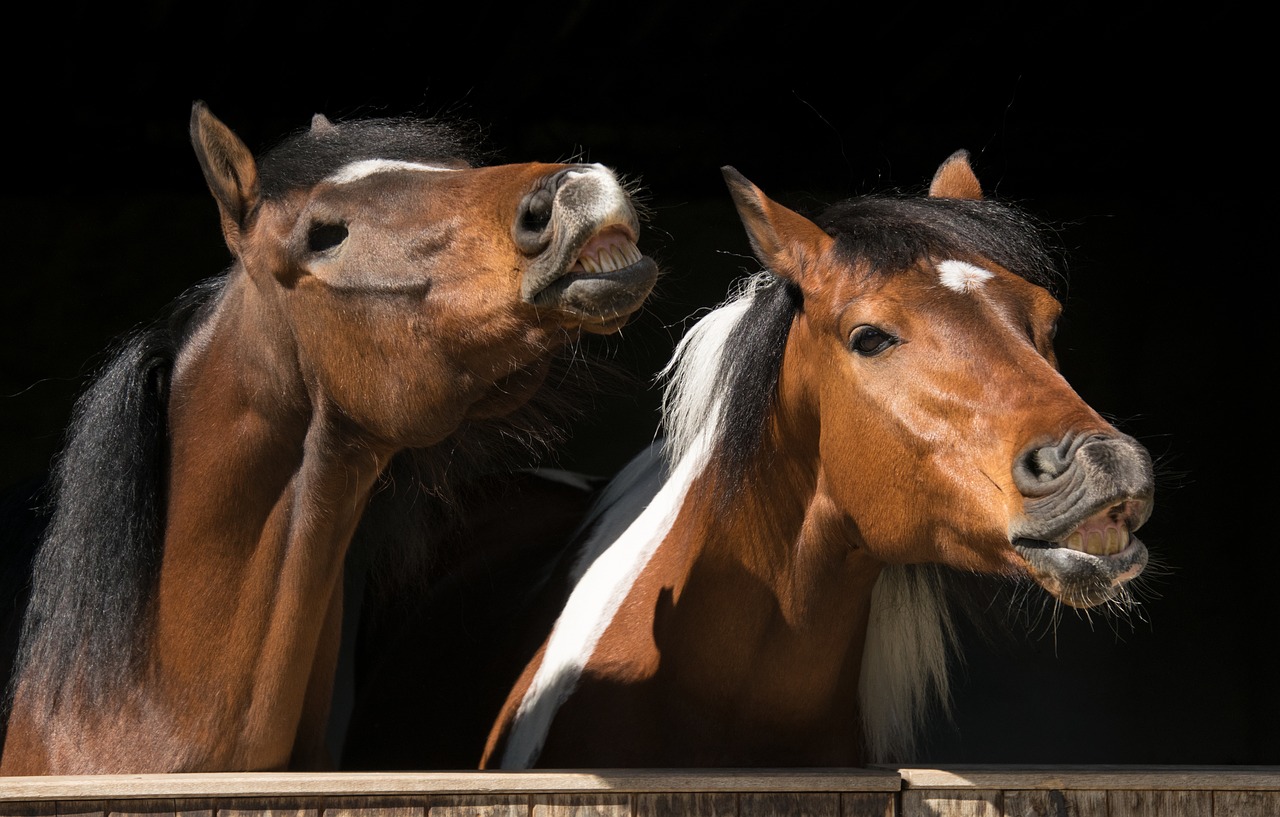 horses  animal  pinto free photo