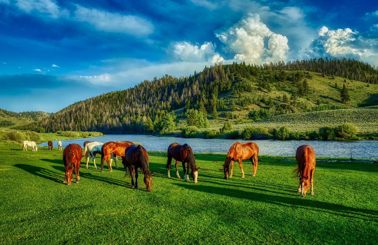 horses  grazing  wyoming free photo