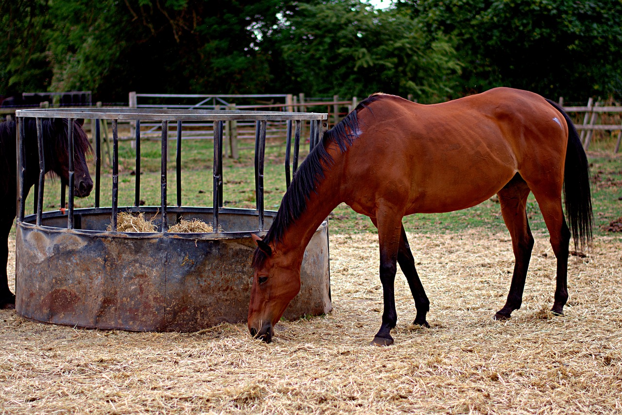 horses  field  mammal free photo