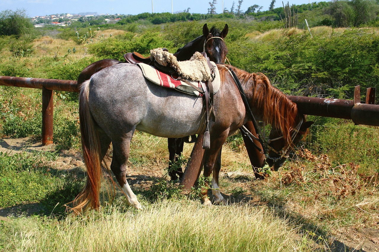 horses grass nature free photo