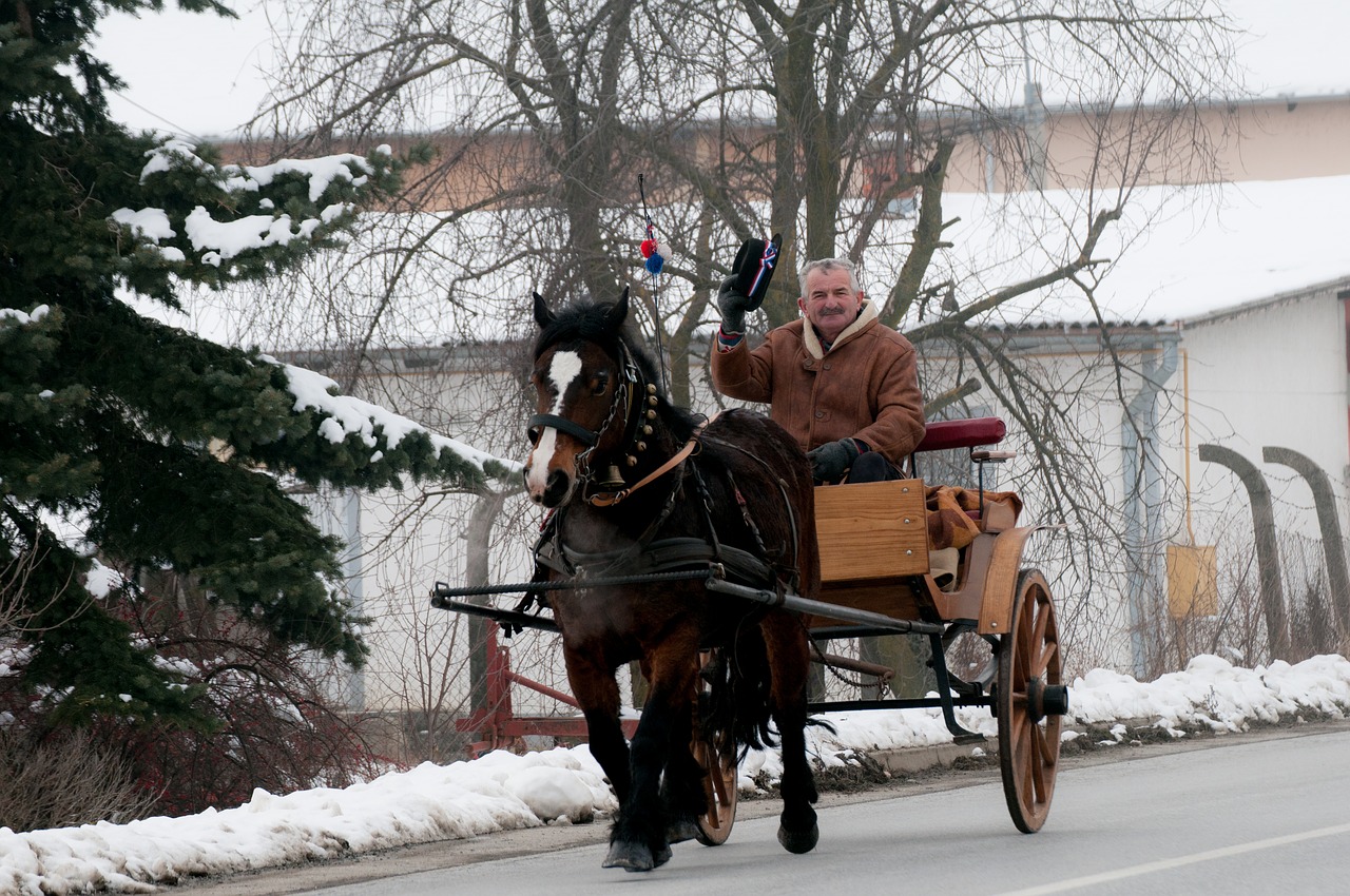 horses  animal  ride free photo