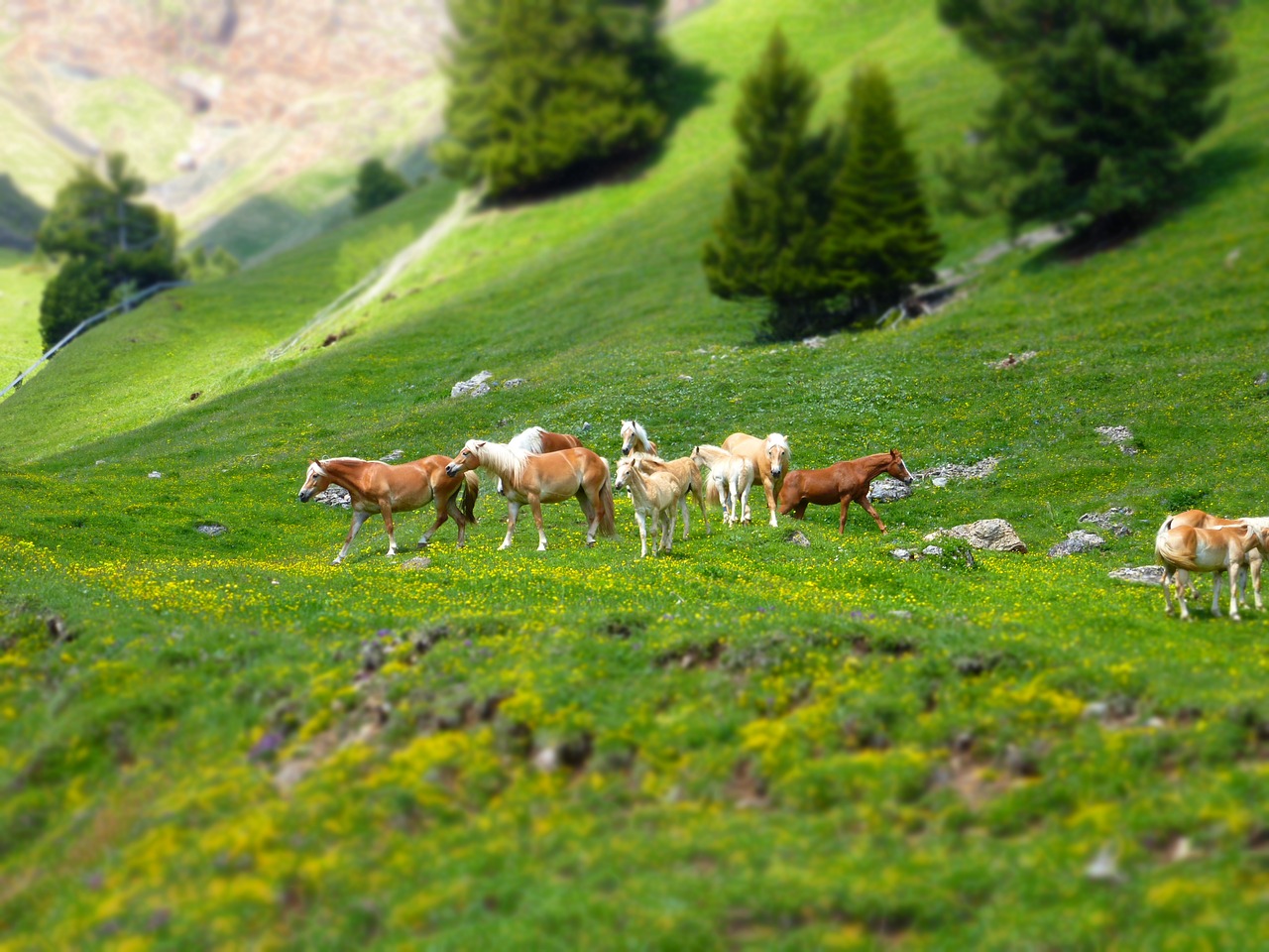 horses  horse  nature free photo